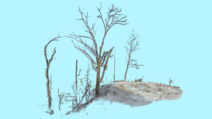 White Oak Removal Progress 3D Model
