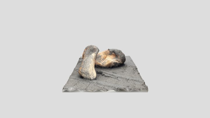 Sandy Driftwood Organic Shape - Coastal Root 3D Model