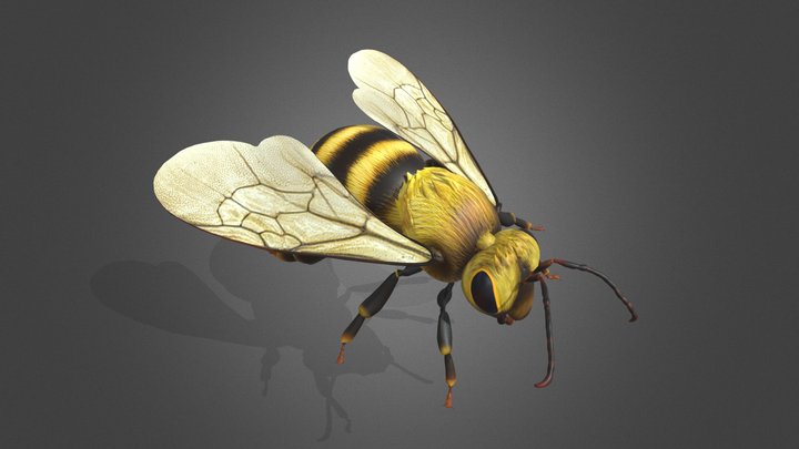 Detailed Honey Bee Animated with Texture 3D Model