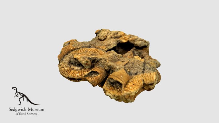 EduF87 Ammonites in Limestone