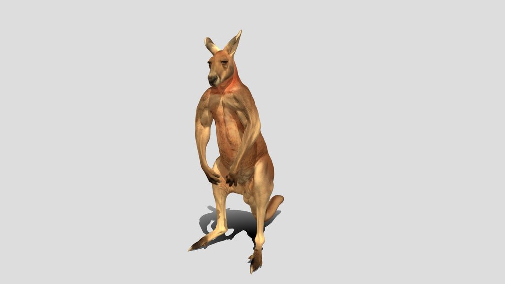 Kangaroo Warrior 3D Model Free