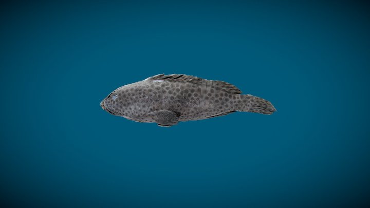 大斑石斑鱼 Epinephelus macrospilos 3D Model
