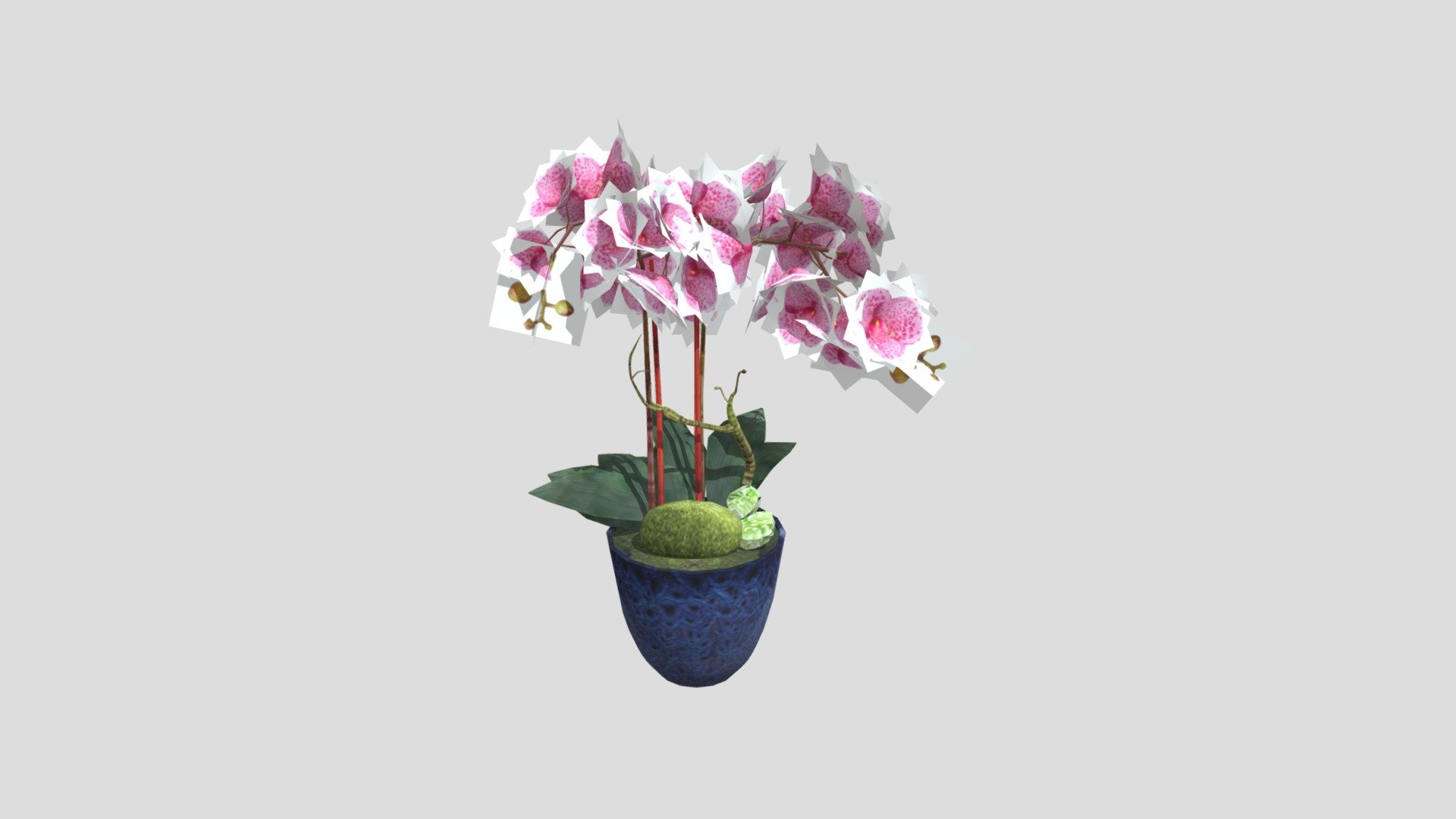 KEJORA-02 Tulip