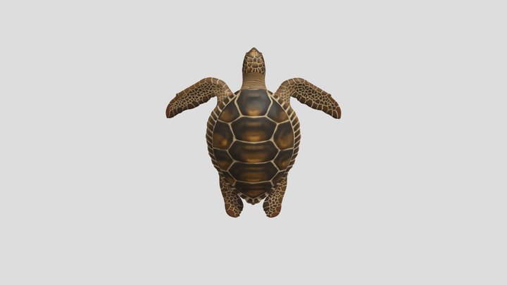 Sea Turtle - ZBrush 3D Model