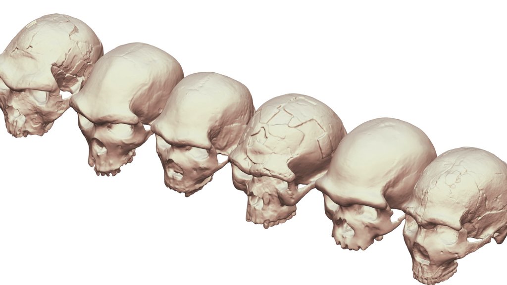 Large and Important Cranium Row