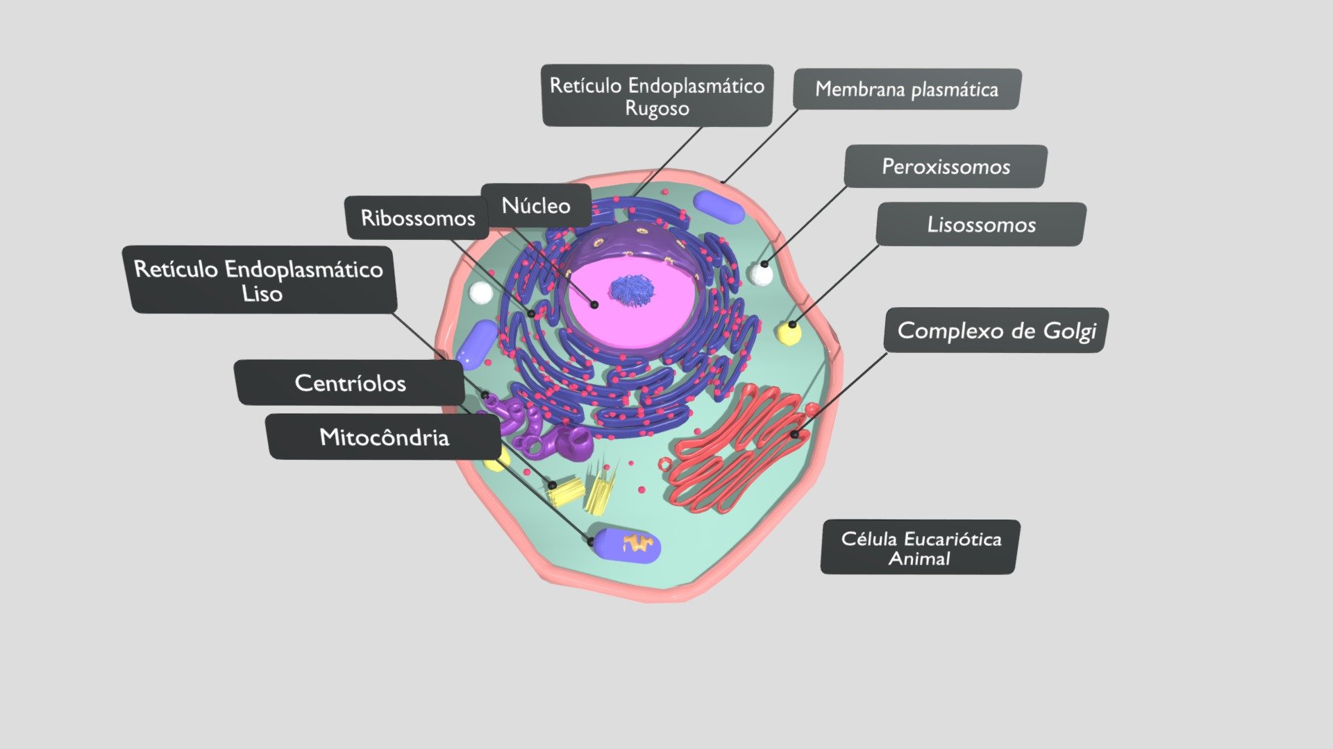 Célula Eucariótica Animal - with labels - 3D model by dfb3 [b1be68c ...