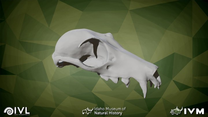 IMNH R-1369 Fruit Bat Cranium