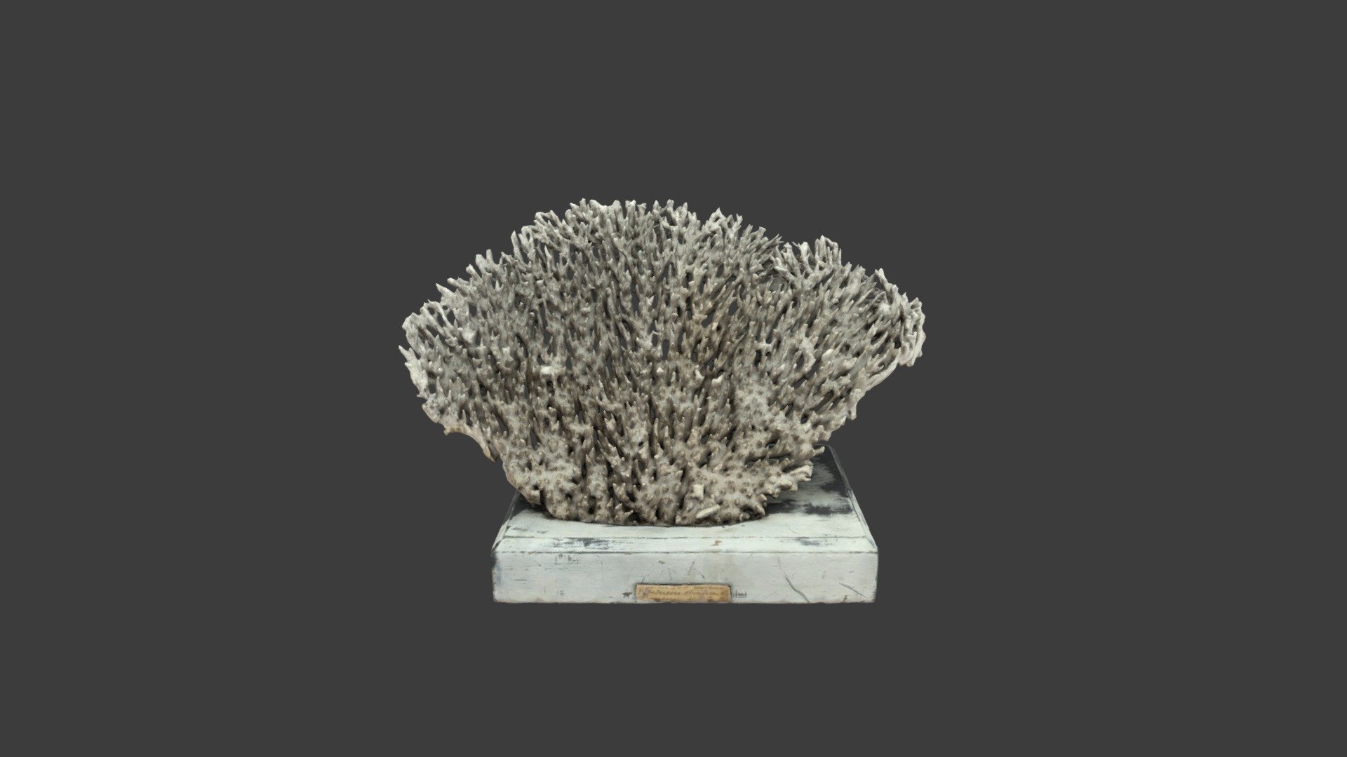 Madrepora spicifera