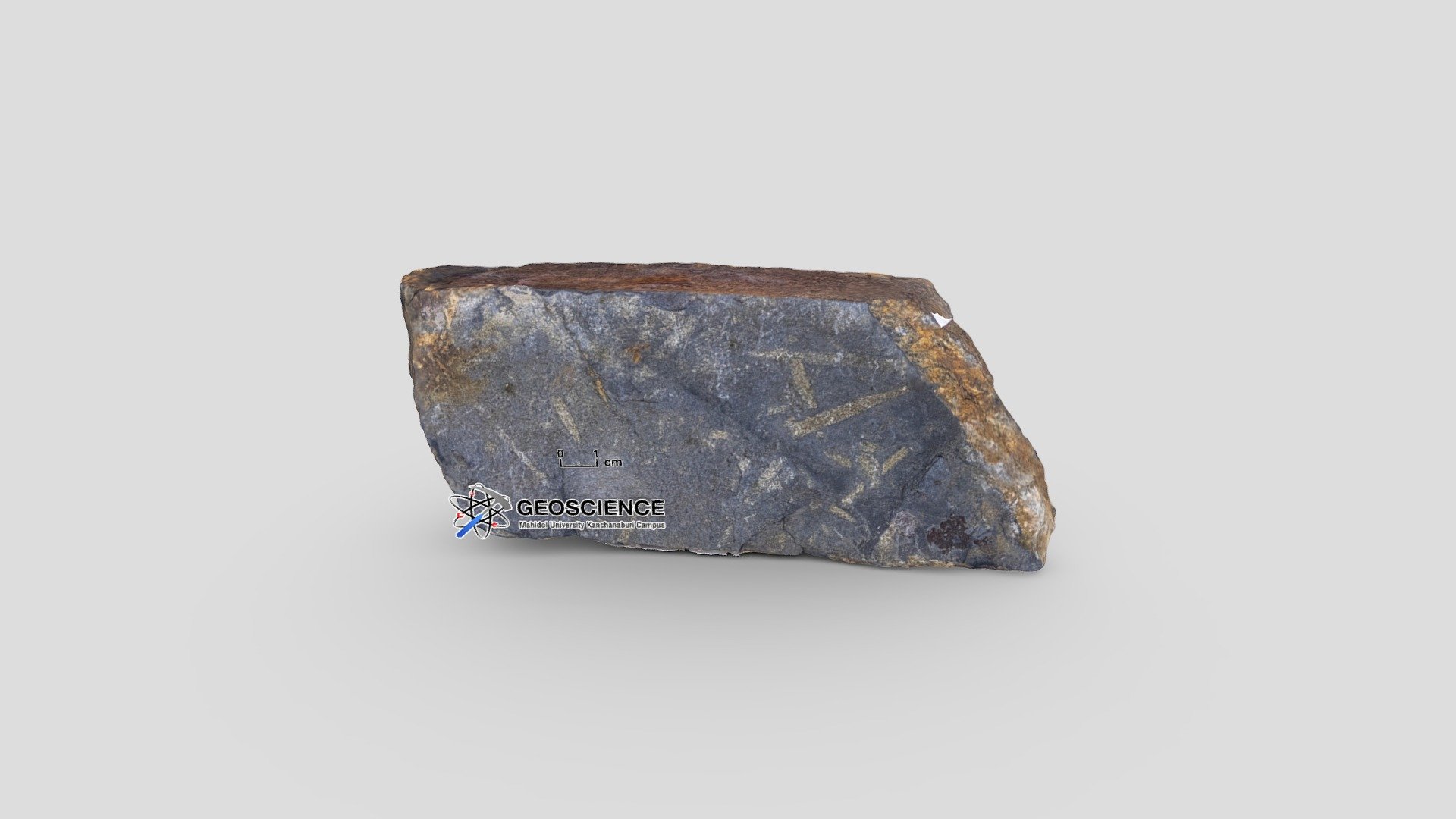 Graptolite