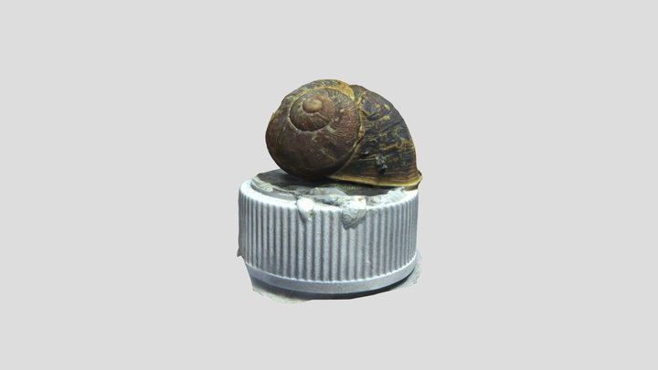 Garden snail. Alive. Kiri Scan 3D Model