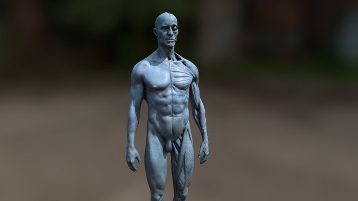 Male anatomy statue 3D Model