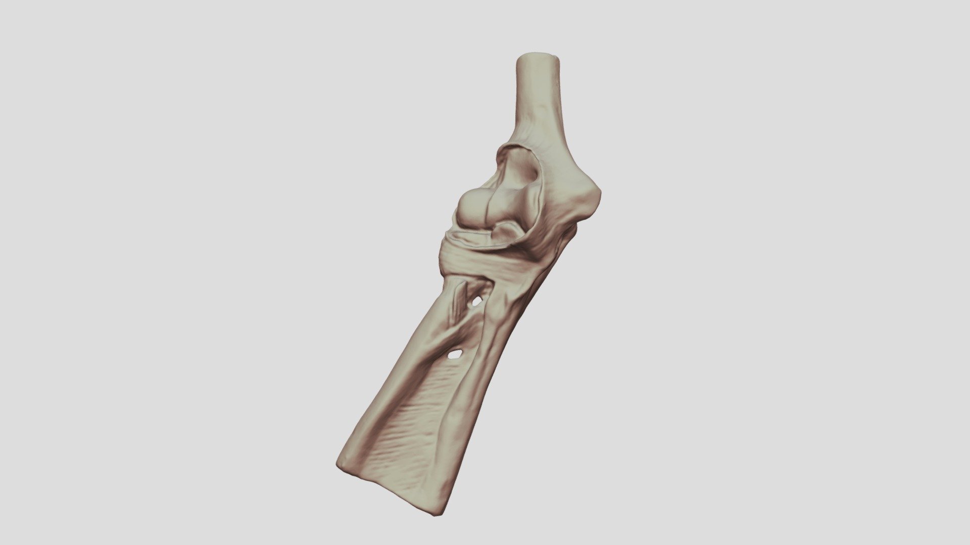 Human Elbow Joint - 3D model by LivingLab (@living_lab) [b1c60de ...
