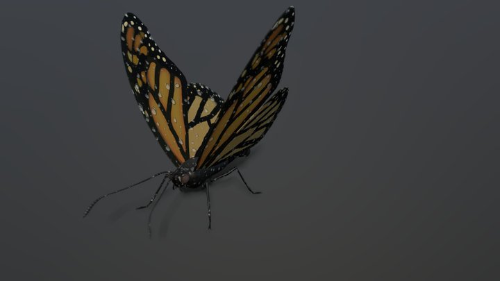 Female monarch butterfly after a heavy rain 3D Model