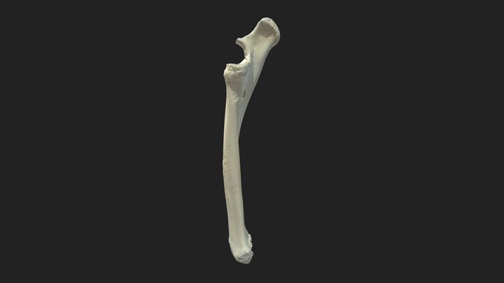 antebrachial bones (ossa antebrachii) donkey 3D Model