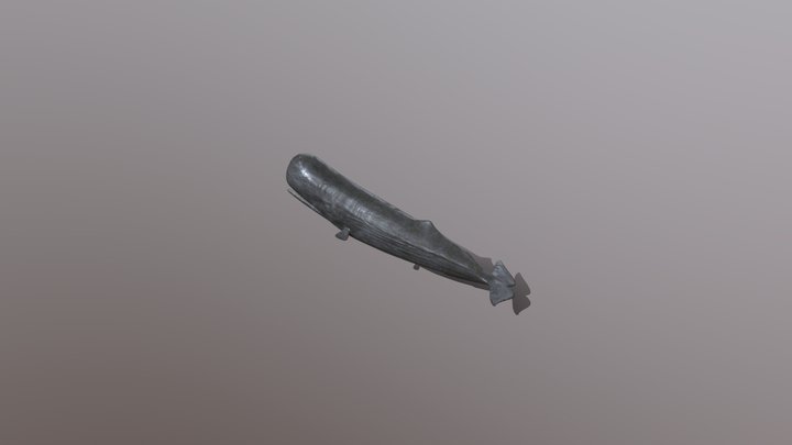 Sperm Whale Swimming 3D Model