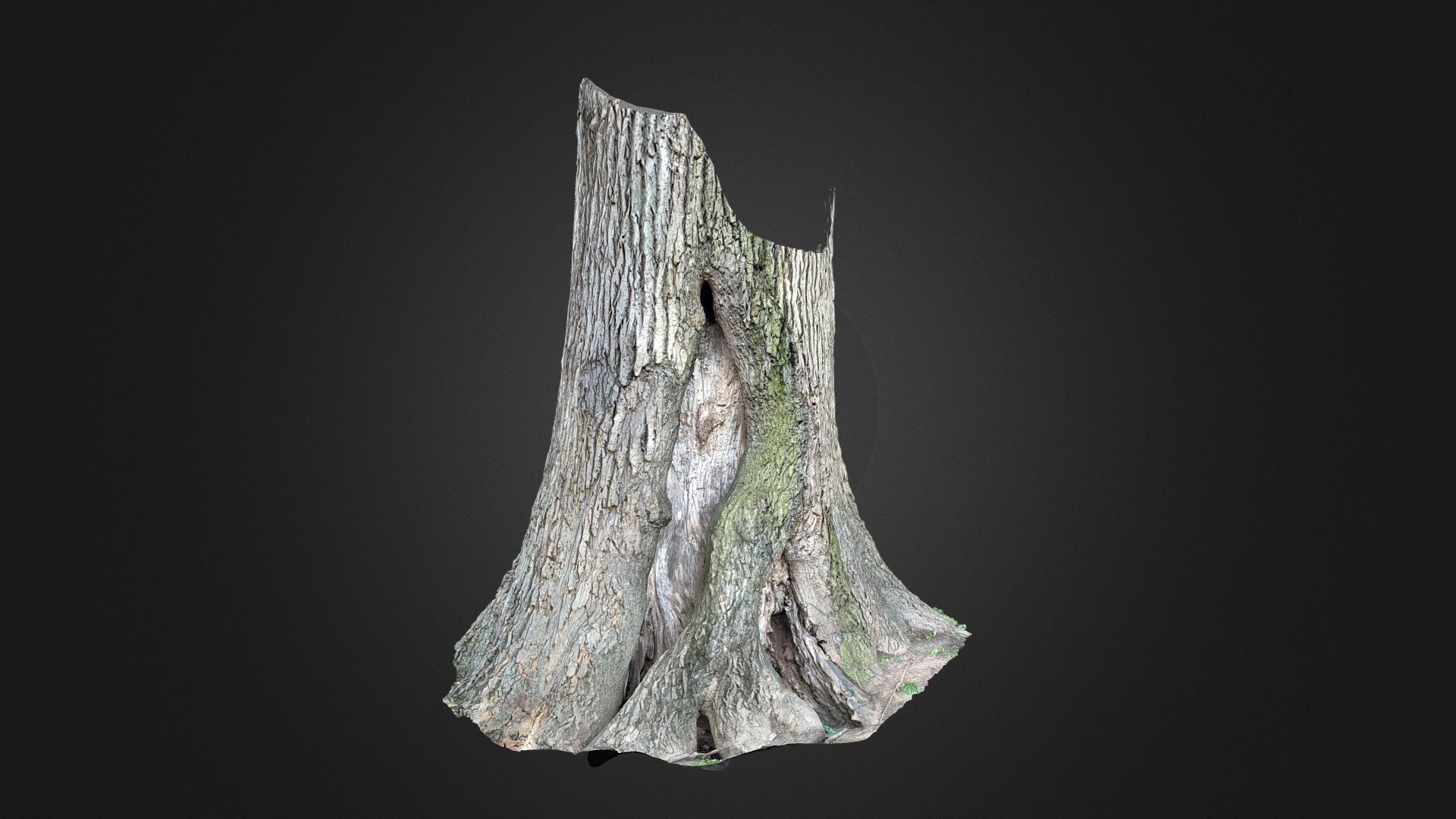 Tulip Poplar Tree