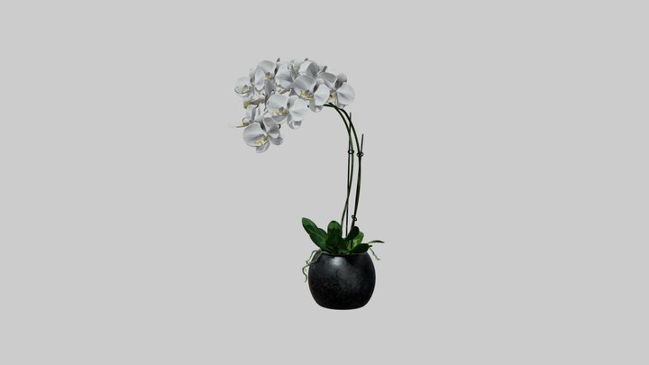 Phalaenopsis 3D Model
