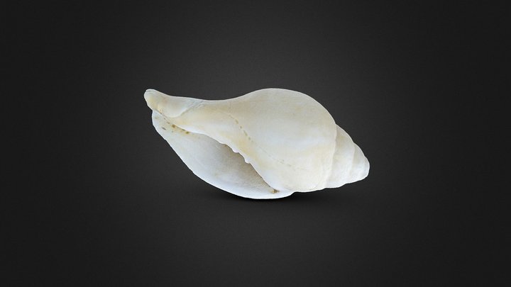 Concha de molusco 3D Model