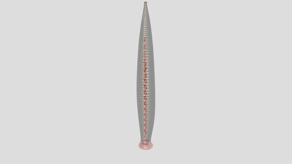 Leech Reproduction System