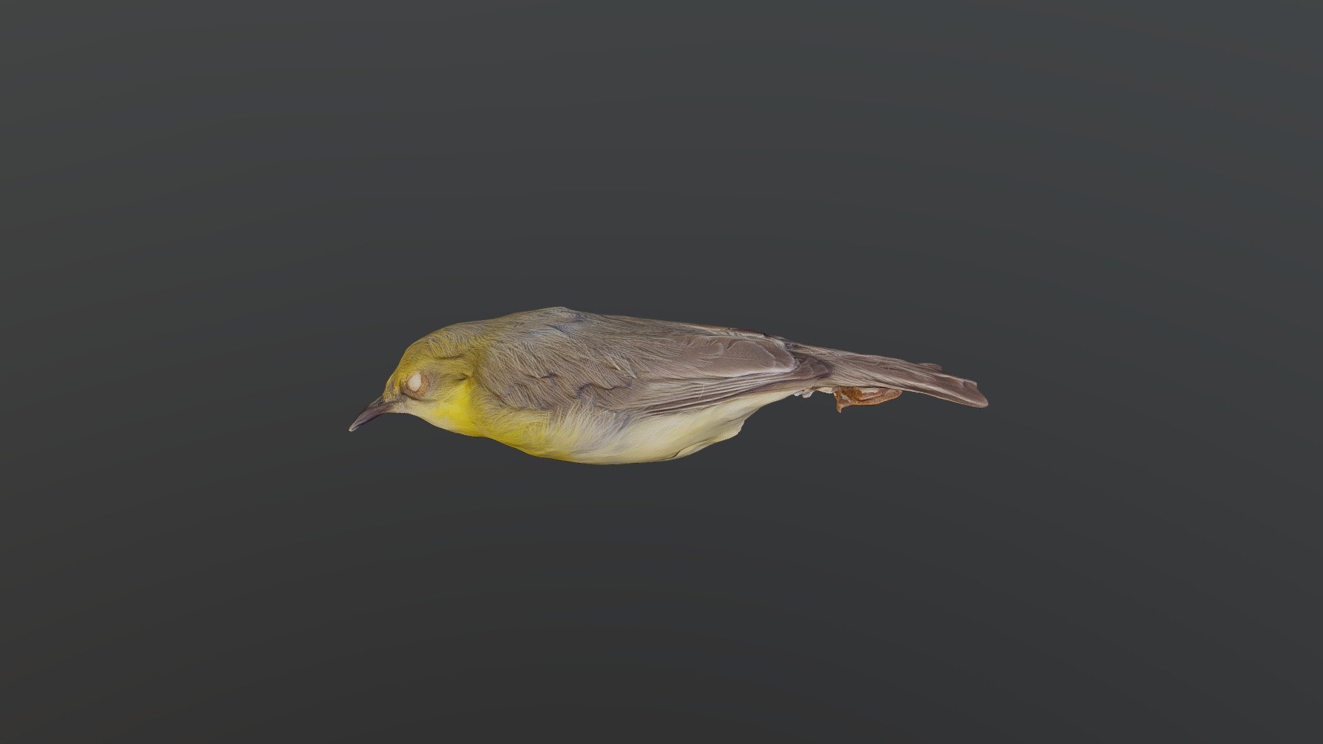 Greencap Eremomela - Eremomela scotops