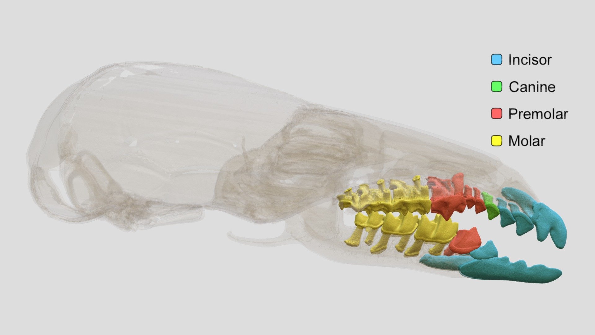 Sorex isodon (MSB:Mamm:148039) - Clear - 3D model by Biodiversity ...