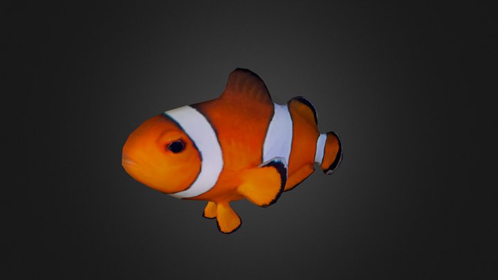 Clown Fish 3D Model