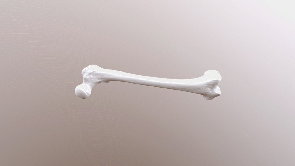 Femur - cold