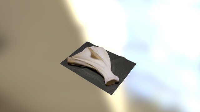 Mystery Bone January 2016-2 3D Model