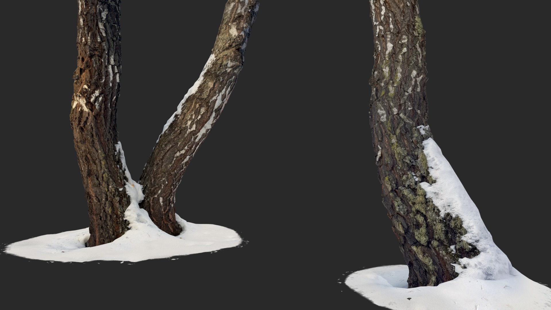 3D model Birch Trunks - This is a 3D model of the Birch Trunks. The 3D model is about a group of trees covered in snow.