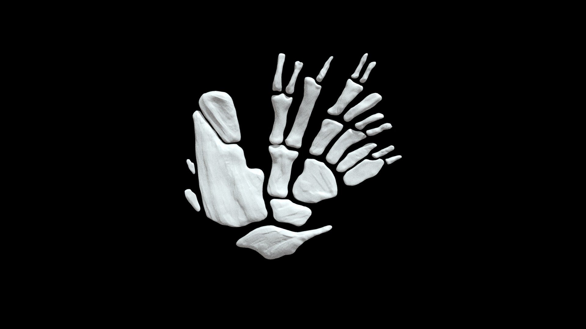Sauripterus limb
