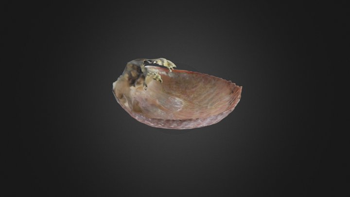 Modern Brachiopod: (brachial valve) – Gratis 3D-model STL