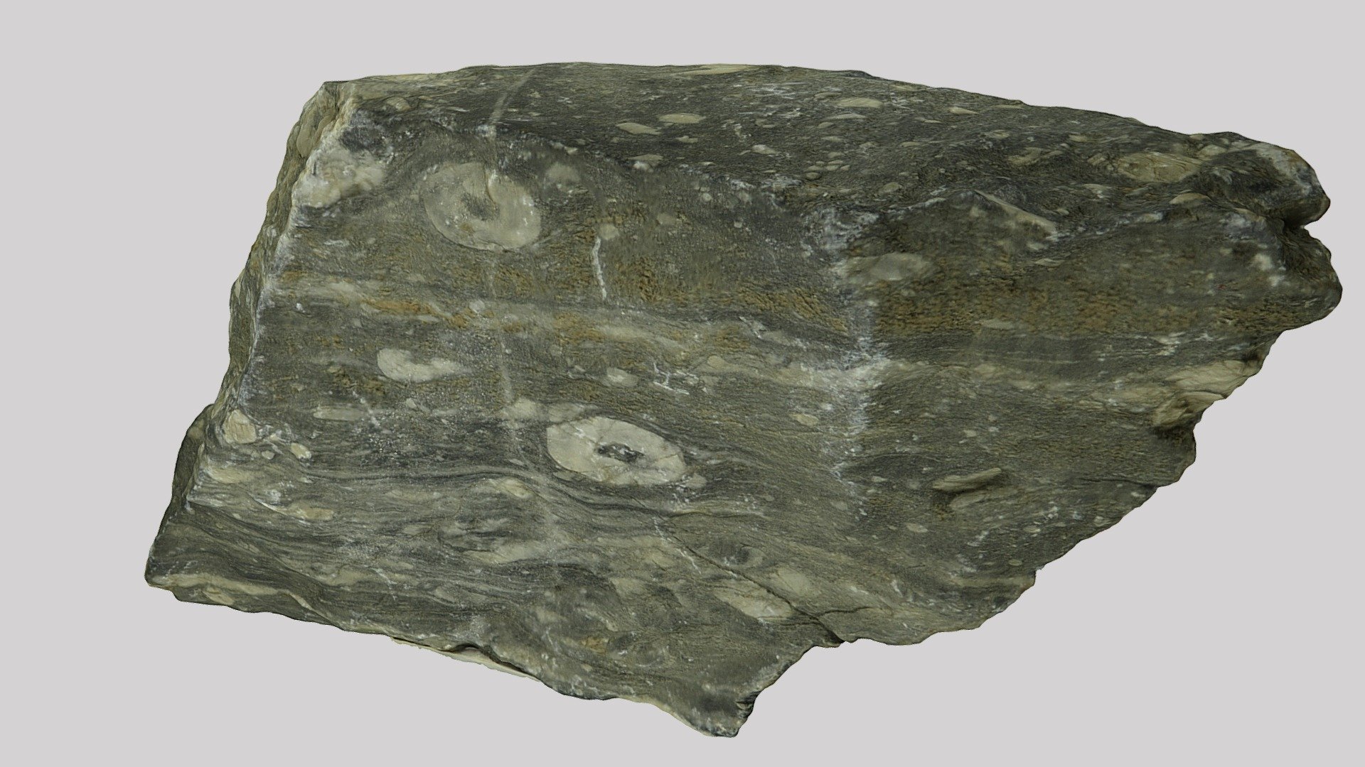 Deformed crinoids
