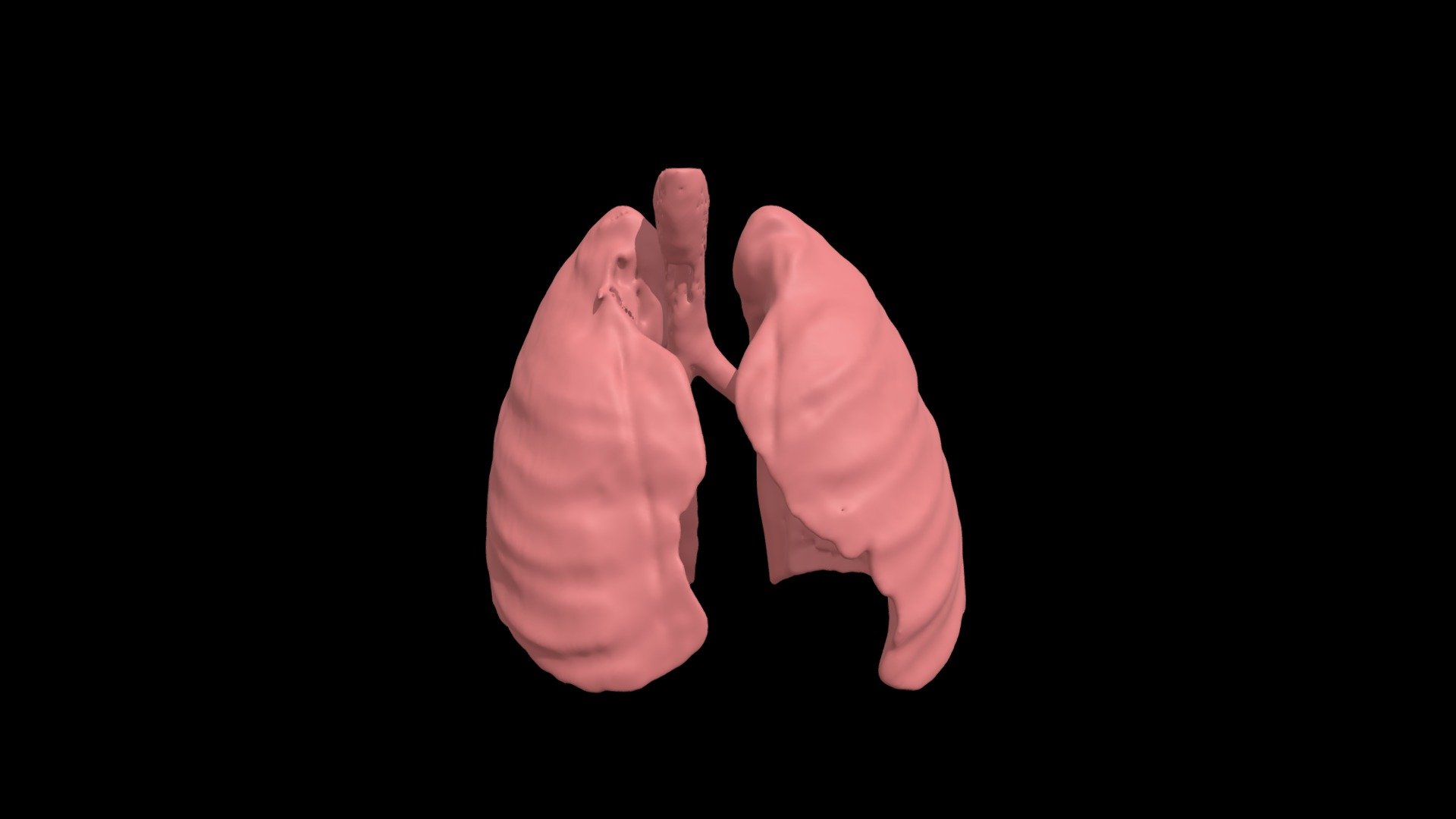 Segmentation_Lungs - Download Free 3D model by JackieG1 [b1e9160 ...