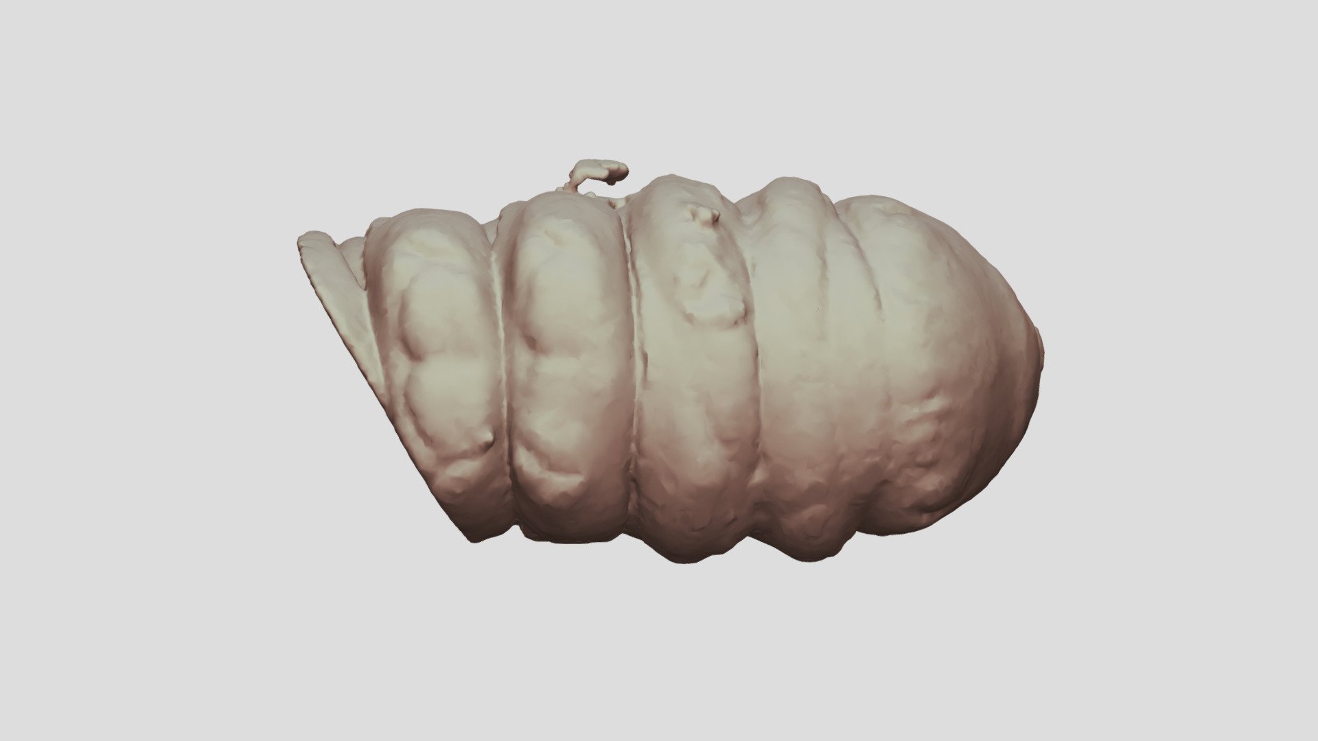 Cacosceles newmannii larva. Sample Nr31