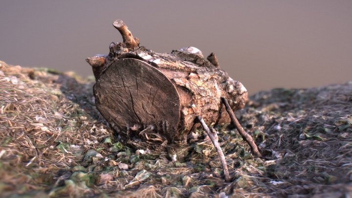 The Broken Tree 3D Model