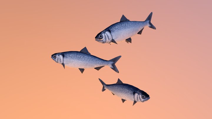 Fish (SELEDKA) 3D Model