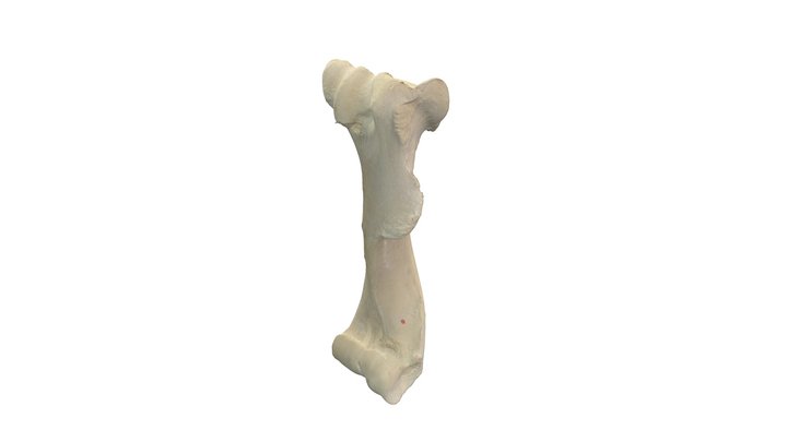 Humerus (left),  horse 3D Model
