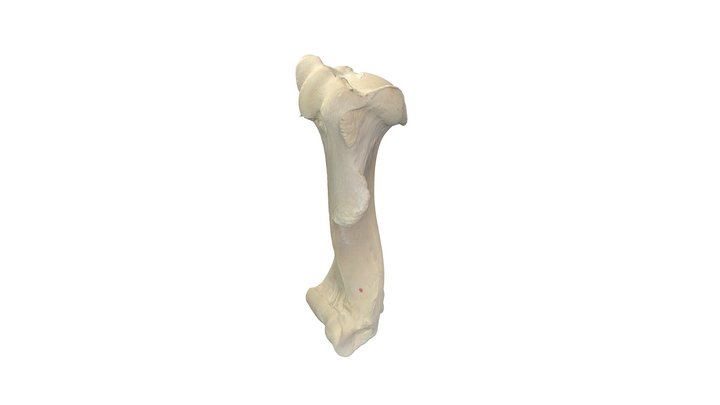 Dog, Skeleton - 3D model by Vetanat.UZH (@vetanat.uzh) [fb8e7af]