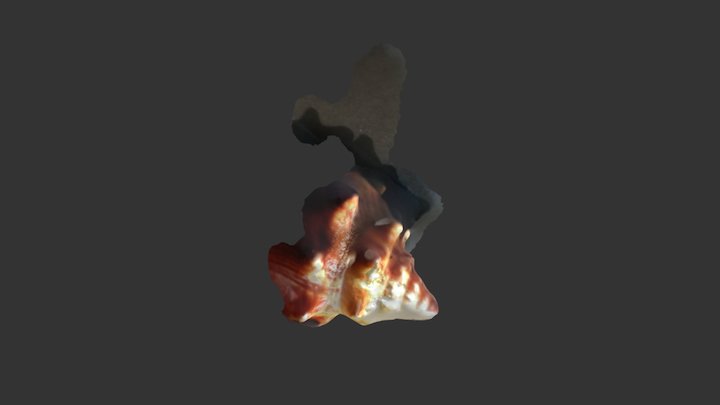 Florida fighting conch 3D Model