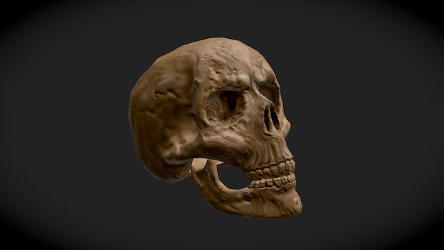 Skull 3D Model