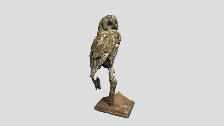 フクロウ剥製 3D Model