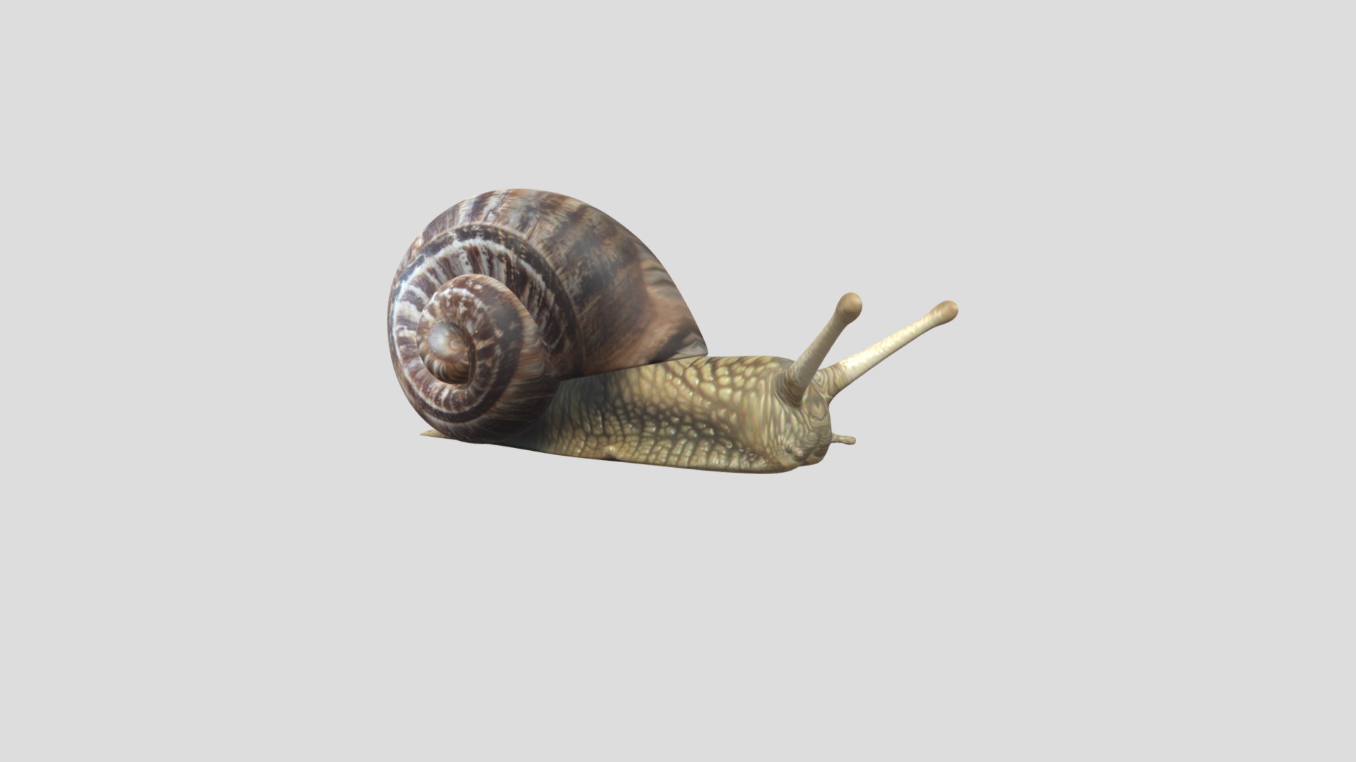3D model Snail - This is a 3D model of the Snail. The 3D model is about a snail on a white background.