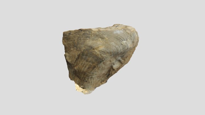 Muestra colección PALEONTOLOGICA 3D Model