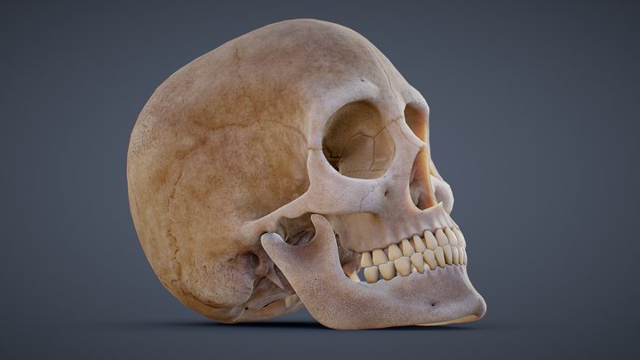 Female Skull 3D Model