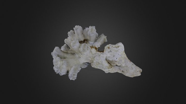 Coral: Eusmilia fastigata (PRI 76767) – Gratis 3D-model STL