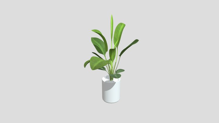 3D Plant Model | Indoor Decorative Plant