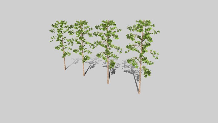 Teak tree - Low Poly 3D Model