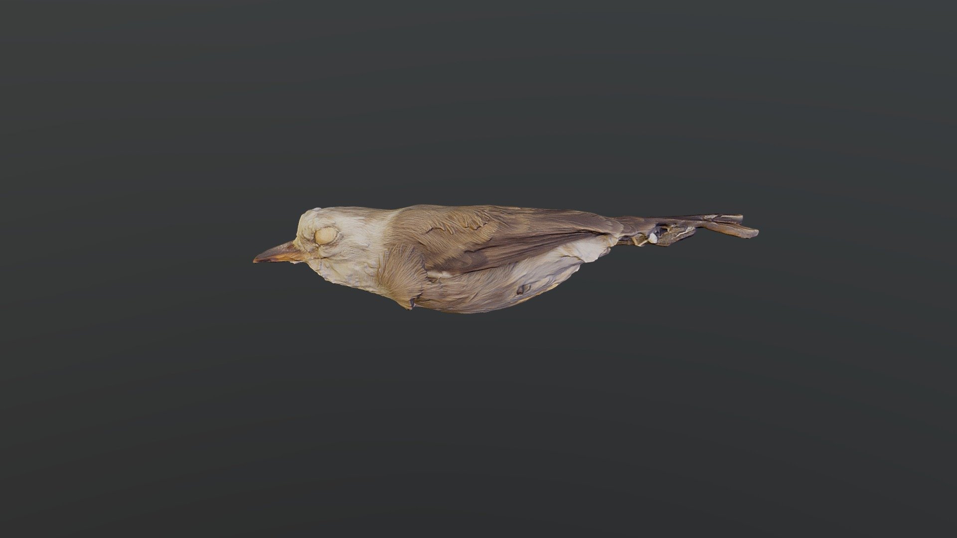 White-headed Marsh Tyrant - A. leucocephala