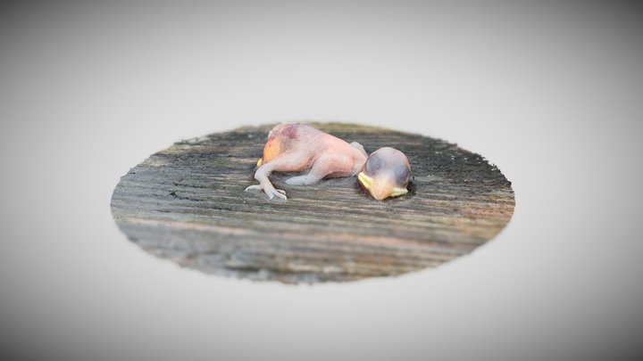 dead animal series: baby sparrow 1 3D Model