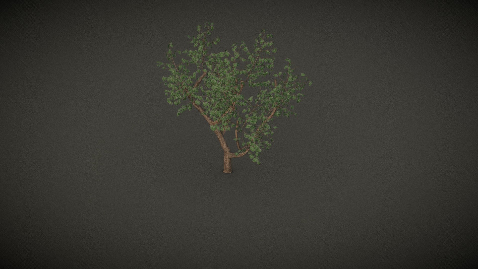 Eucalyptus Tree - 3D model by v11 [b220460] - Sketchfab